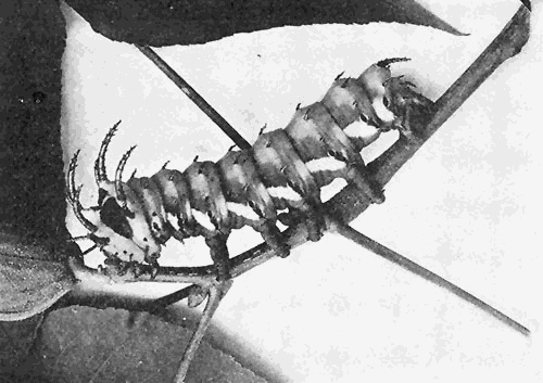 30. Another innocent but much maligned caterpillar, the larva of the Regal moth.
Photograph by M. V. S.