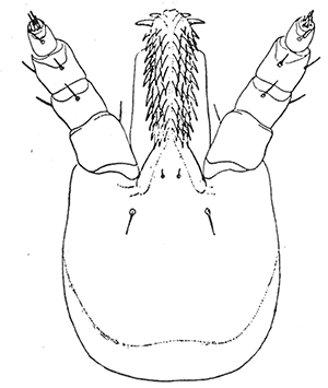 47. Otiobius (Ornithodoros) megnini, head
of nymph. After Stiles.