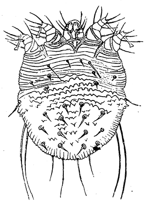 56b. Sarcoptes scabiei, female.
(�100.) After F�rstenberg.