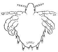 69. Phthirius pubis. Ventral
aspect of female.
(�12).