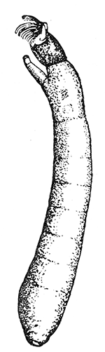 75. Larva of Simulium,
(�8).
After Garman.