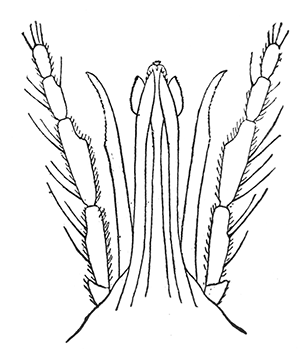 78. Culicoides guttipennis; mouth
parts of adult. After Pratt.