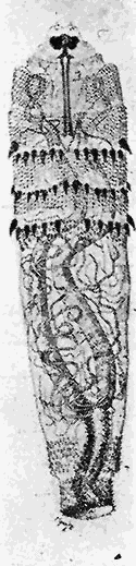 82. Young larva of
Dermatobia cyaniventris.
After Surcouf.