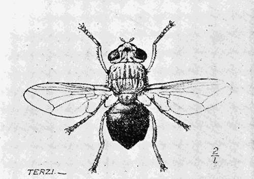 83. Dermatobia cyaniventris (�1&frac34;). After Graham-Smith.