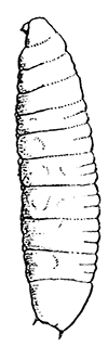 85. Larva of
Auchmeromyia
luteola. After
Graham-Smith.