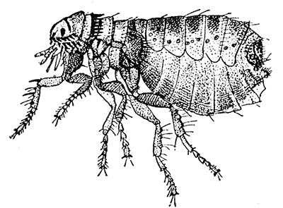 90. Dog flea (�15). After Howard.