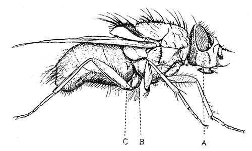 104. Calliphora erythrocephala, (�6). After Graham-Smith.