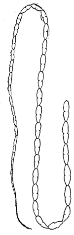 113. Dipylidium
caninum. The
double pored
tapeworm of the
dog.