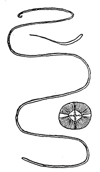 121. Dracunculus
medinensis; female;
mouth; embryo.
After Bastian and
Leuckart.