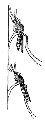 128. (b) Normal
position of
Culex and
Anopheles on
the wall.