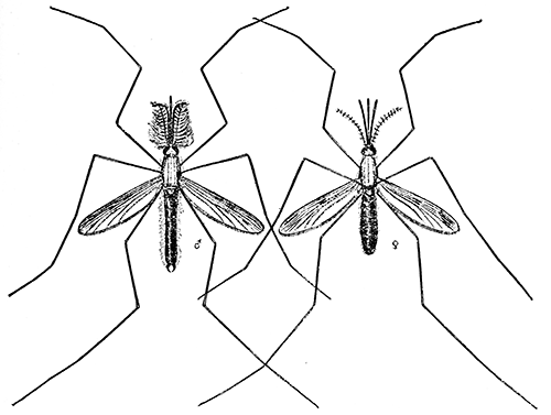 130. Anopheles quadrimaculatus, male and female, (�3&frac12;). After Howard.