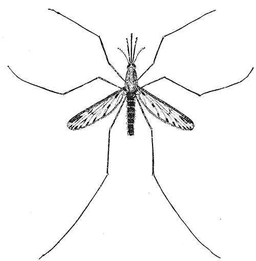 132. Anopheles crucians. Female (�4). After Howard.