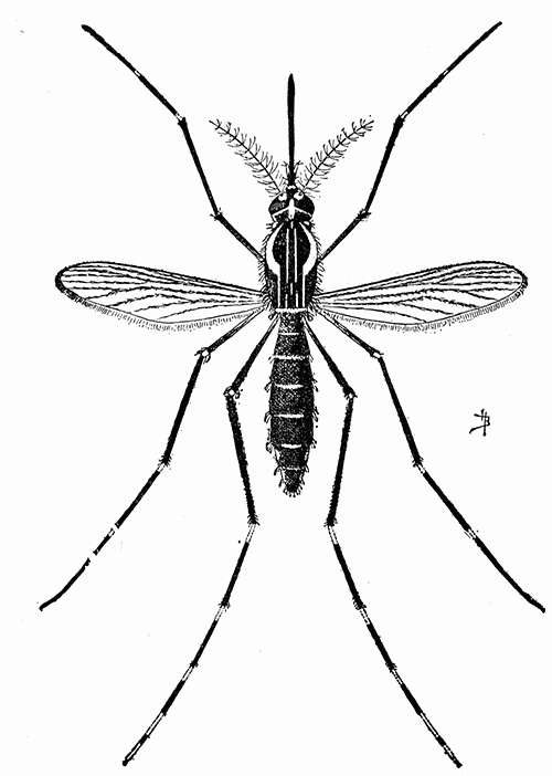 134. The yellow fever mosquito (A�des calopus). (�7).
After Howard.