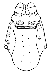 156. Margaropus winthemi,
capitulum and scutum.
After Nuttall and Warburton.