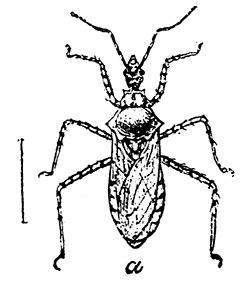 160. Pselliopsis (Milyas)
cinctus (�2). After
C. V. Riley.