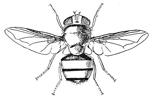 166. Pycnosoma marginale. (�4.) After Graham-Smith.