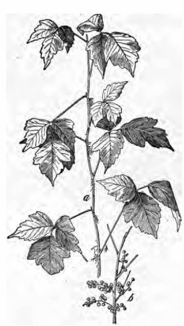 Fig. 1.&mdash;Poison ivy (Rhus radicans or Rhus
toxicodendron). a, spray showing aerial rootlets and leaves; b,
fruit&mdash;both one-fourth natural size.

(Chesnut, Bulletin No. 20, Division of Botany, U. S. Department of
Agriculture.)