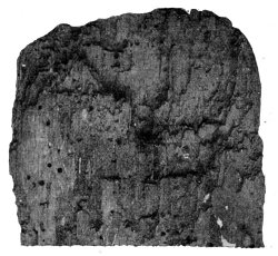 PIECE OF SPANISH CHESTNUT SHOWING
RAVAGES OF WORMS.