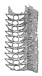 Fig. 11. Teeth of Nervure
of Gryllus domesticus
(from Landois).