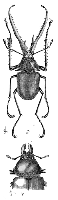 Fig. 23. Chiasognathus grantii,
reduced. Upper figure, male;
lower figure, female.