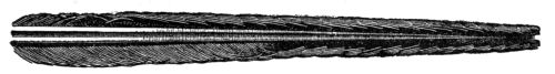 Under side of middle tail feather of
Ivory-billed Woodpecker.