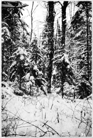 Northern Forest,&mdash;Young Spruce Growing Under Yellow Birch. Santa Clara, New York.