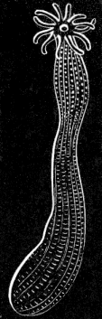 Fig. 15.
Halcampa albida; natural size.