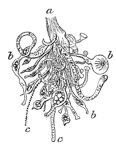 Fig. 118. Bunch of Hydr&aelig;; a base of attachment, b  b b single Hydr&aelig;, c  c tentacles. (Agassiz.)