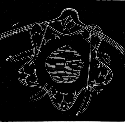 Fig. 182.
Ophiuran which has resorbed the whole larva except the two long arms.