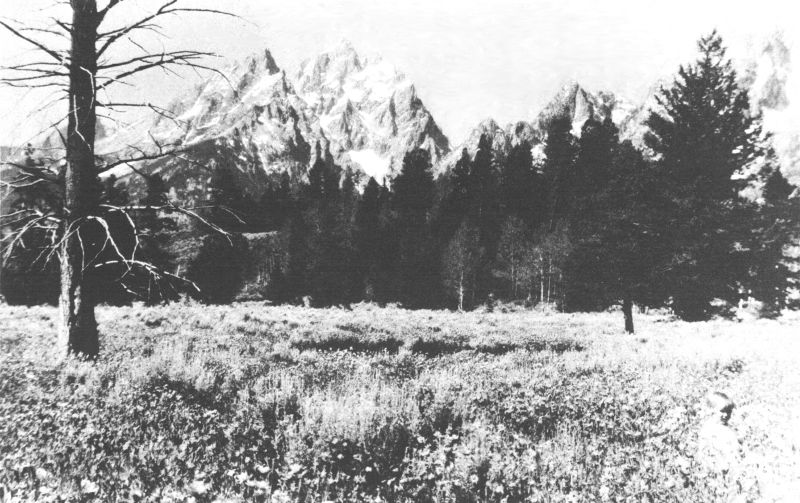 THE SNOW-CAPPED TETONS LOOK DOWN ON BEAUTIFUL WILD-FLOWER FIELDS

Copyright, Crandall.
