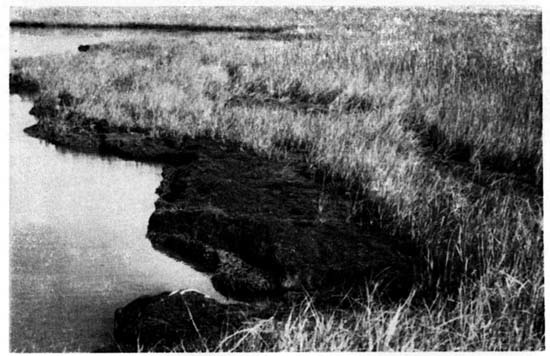 The south shore of the
Lavallette study island showing the two major driftlines and the
sparsely vegetated areas.