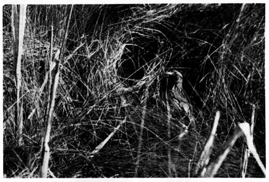 A female Sharp-tailed Sparrow at
the entrance to her nest.