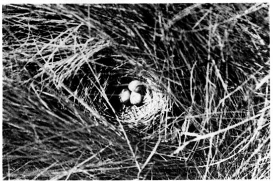 The nest of a Sharp-tailed
Sparrow viewed from above.