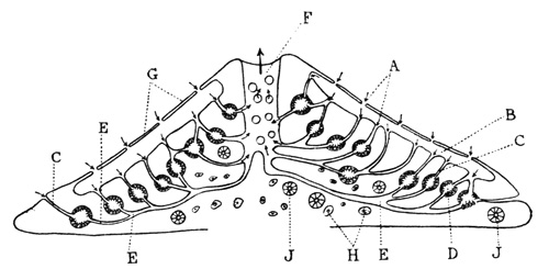 Illustration: Diagram of a vertical section through a freshwater
sponge (modified from K�kenthal)