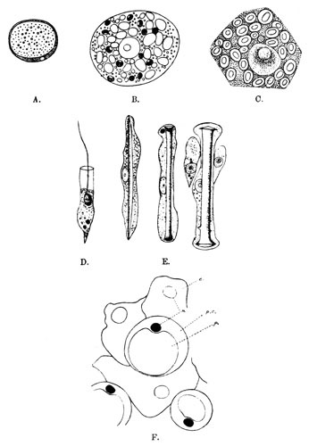 Illustration: Fig. 2.&mdash;Sponge cells.