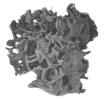 Illustration: Fig. 5.&mdash;Part of a type-specimen
of Spongilla lacustris subsp. reticulata (nat. size).