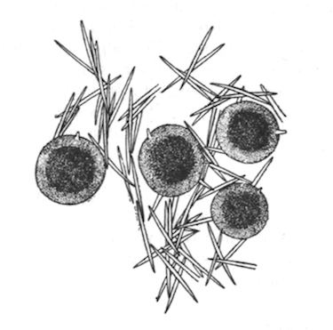 Illustration: Fig. 10.&mdash;Gemmules and
fragment of the skeleton of Spongilla cinerea (from type specimen), �
35.