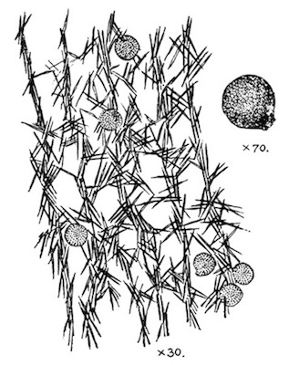 Illustration: Fig.
24.&mdash;Trochospongilla latouchiana.