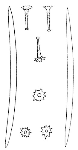 Illustration: Fig. 25.&mdash;Spicules of Tubella vesparioides (from
type specimen). � 240.