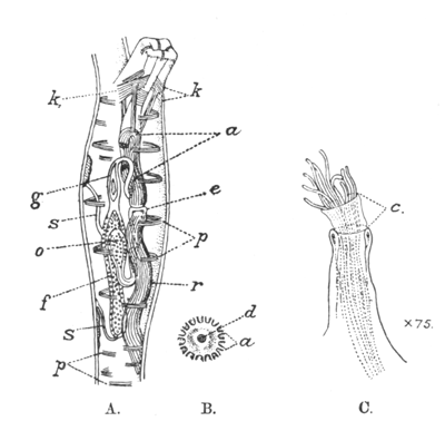 Illustration: Fig. 36.&mdash;Structure of
Paludicella ehrenbergi (A and B after Allman).