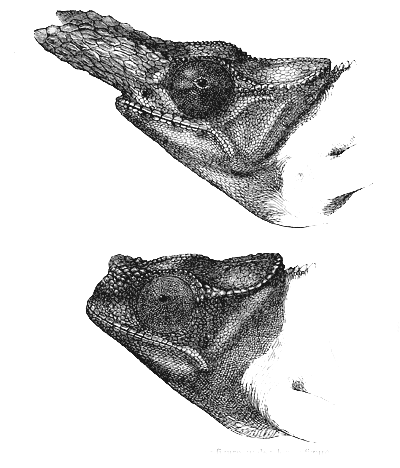 Fig. 35. Cham&aelig;leon bifurcus. Upper figure, male; lower figure, female.