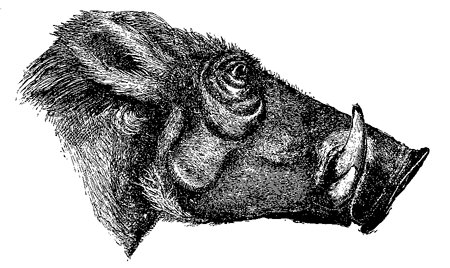 Fig. 65. Head of &AElig;thiopian Wart-hog, from ‘Proc. Zool. Soc.’ 1869. (I now find that
this drawing represents the head of a female, but it serves to shew, on a reduced
scale, the characters of the male.)