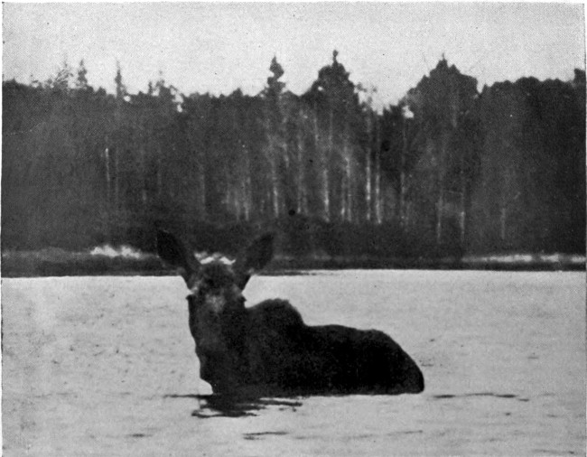 COW MOOSE IN HARRINGTON LAKE.

(West Branch Waters.)

Photographed from Life.