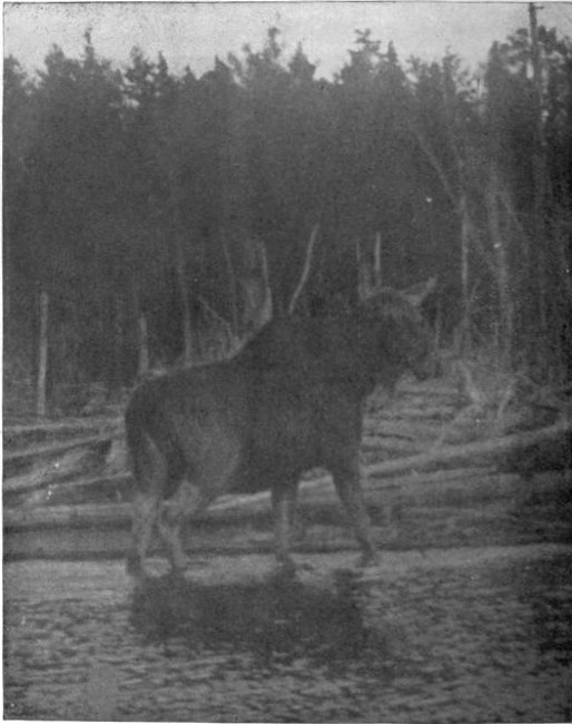 LARGE BULL MOOSE ON MUD POND BROOK.

(West Branch Waters.)

Photographed from Life. Time exposure.