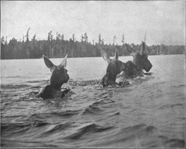 COW MOOSE, WITH CALVES, SWIMMING MUD POND.

(West Branch Waters.)