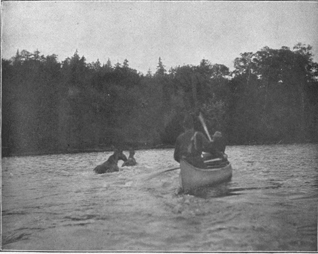 COW AND CALF MOOSE LEAVING THE WATER. (Lobster Lake.)

Photographed from Life.