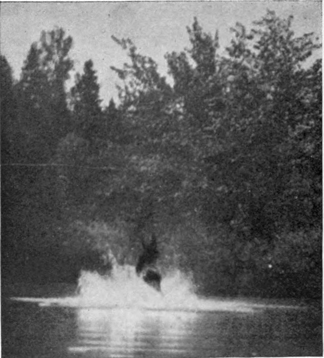 COW MOOSE IN UMSASKIS LAKE.

Photographed from Life.