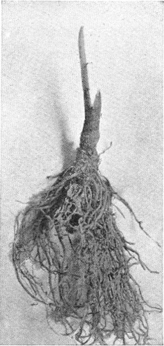 4.&mdash;IN TEN DAYS SOME APPRECIABLE GROWTH IS MADE.