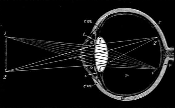 Fig. 11.

Section of an eye looking at a pencil. (Adapted from Kirke.)

c,c, Cornea. w, White of eye. cm, Ciliary muscle. a,a, Aqueous
humour. i,i, Iris. l,l, Lens, r,r, Retina, on, Optic nerve.
1, 2, Pencil. 1�, 2�, Image of pencil on the retina.