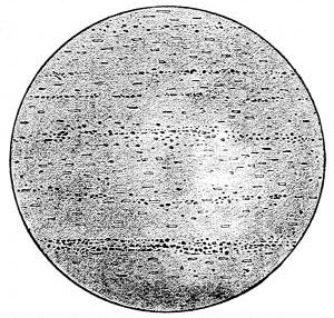 Fig. 41.

A slice of volcanic glass showing the lines of
crystallites and microliths which are the beginnings
of crystals.